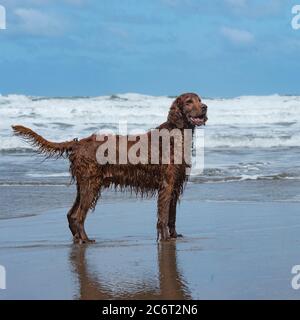 setter irlandais Banque D'Images