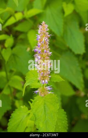 Une fleur sur une plante vivace d'agastache foeniculum, communément appelé hyssop anis, hyssop géant bleu, hyssop géant parfumé ou hyssop géant lavande. JE Banque D'Images