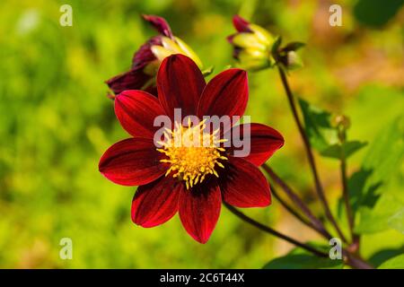 Un évêque d'Auckland Dahlia, communément appelé Dahlia à fleurs uniques, tubercule perrénial qui grandit à Friuli, en Italie Banque D'Images