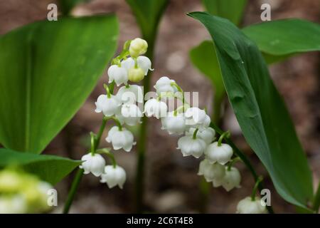 Lily of the Valley - Convallaria majalis plantes avec fleurs blanches et tiges vertes au printemps Banque D'Images