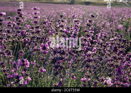 champ de fleurs odorantes de lavande pourpre en été avant la récolte Banque D'Images