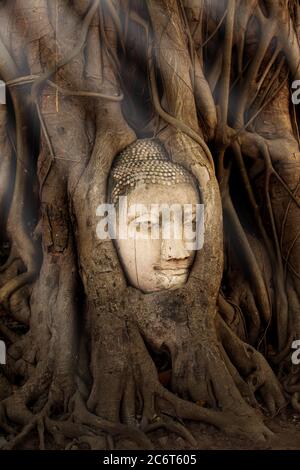 Tête de Bouddha antique surcultivée par les racines de l'arbre de Bodhi à Wat Mahathe, Parc historique d'Ayutthaya, site du patrimoine mondial, Phra Nakhon si Ayutthaya. Banque D'Images