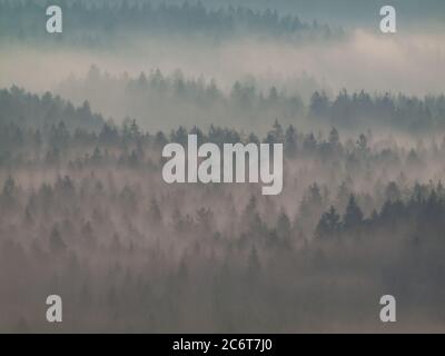 Bleu vert brume couverture paysage. Le soleil brille contre la brume blanche flottant au-dessus de la forêt. Banque D'Images