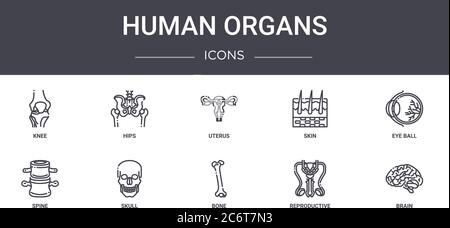 ensemble d'icônes de la ligne de concept des organes humains. contient des icônes utilisables pour le web, le logo, l'interface utilisateur/ux, telles que les hanches, la peau, la colonne vertébrale, l'os, la reproduction, le cerveau, la boule d'oeil, l'utérus Illustration de Vecteur