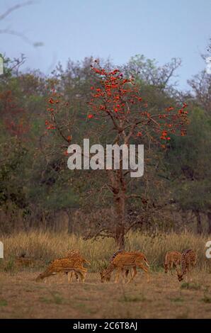 Un groupe de Chital Banque D'Images