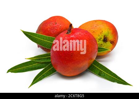 Le Mango est très populaire au Sri Lanka et connu comme le roi des fruits, appartient à la famille des arbres Anacardeaceae. Banque D'Images