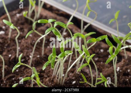 Plants de tomates en petite serre Banque D'Images