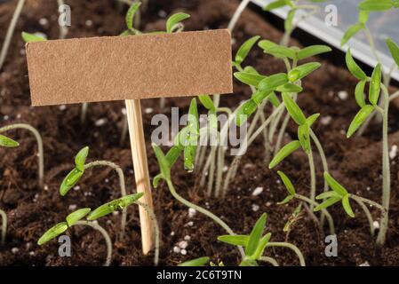 Jeunes plants de tomates avec de petits cartons et copyspace en croissance en serre Banque D'Images