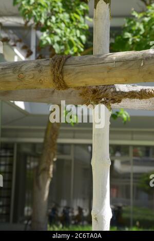 la peinture blanche à la chaux protège les arbres contre les dommages causés par le gel ou la vue détaillée des insectes Banque D'Images