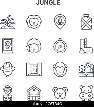 ensemble de 16 icônes de ligne vectorielle de concept jungle. icônes 64x64 à trait fin telles que lion, smartphone, boot, gorilla, maison en bois, hippopotame, koala, boussole, Illustration de Vecteur