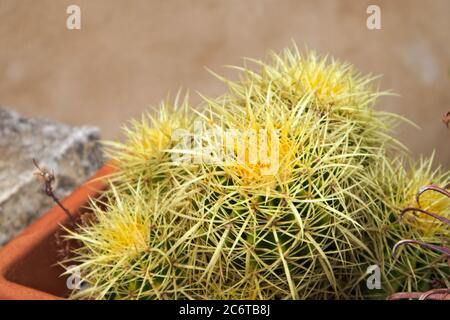 Gros plan d'un cactus du type Echinocactus grusonii cv. KRAUSKOPF également connu sous le nom de 'curvispinus' Banque D'Images