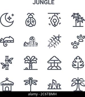 ensemble de 16 icônes de ligne vectorielle de concept jungle. icônes 64x64 à traits fins telles que coccinelle, caméléon, empreinte, arbre, libellule, banane, tronc, centipede, Illustration de Vecteur