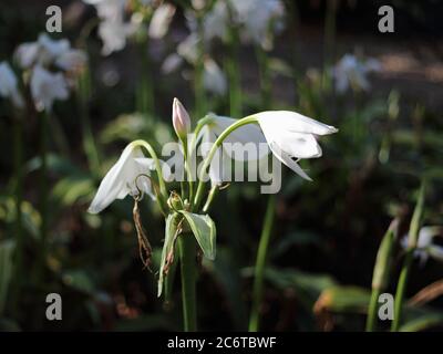 Lily crinum. Parque de la Paloma, Benalmádena, Málaga, Espagne. Banque D'Images