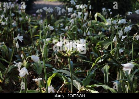 Lily crinum. Parque de la Paloma, Benalmádena, Málaga, Espagne. Banque D'Images