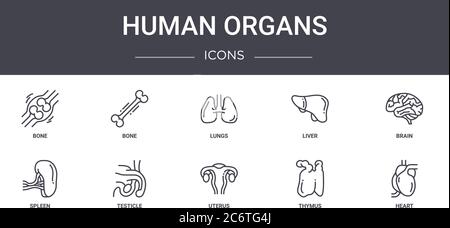 ensemble d'icônes de la ligne de concept des organes humains. contient des icônes utilisables pour le web, le logo, l'interface utilisateur/ux, comme les os, le foie, la rate, l'utérus, le thymus, le cœur, le cerveau, les poumons Illustration de Vecteur