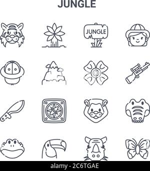 ensemble de 16 icônes de ligne vectorielle de concept jungle. icônes 64x64 à trait fin telles que paume, chapeau, fusil, lion, toucan, papillon, rhinocéros, fleur, fille Illustration de Vecteur
