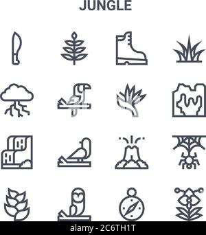 ensemble de 16 icônes de ligne vectorielle de concept jungle. icônes 64x64 à trait fin telles que les feuilles, orage, grotte, volcan, hibou, orchidée, boussole, plante, herbe Illustration de Vecteur