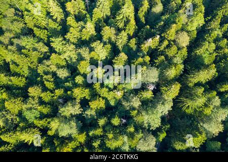 Scène aérienne de la forêt primaire Corkova uvala dans le parc national des lacs de Plitvice, Croatie Banque D'Images