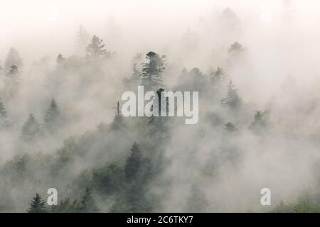 Forêt de conifères en brouillard, Parc national des lacs de Plitvice, Croatie Banque D'Images