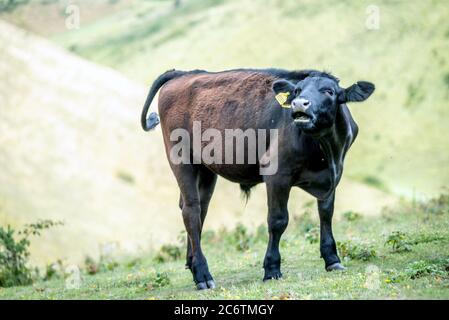 Brighton, Royaume-Uni, 12 juillet 2020 : un jeune taureau qui profite du soleil d'été au-dessus des South Downs près de Brighton ce matin crédit : Andrew Hasson/Alay Live News Banque D'Images