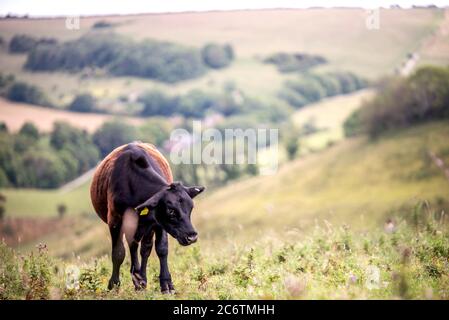 Brighton, Royaume-Uni, 12 juillet 2020 : un jeune taureau qui profite du soleil d'été au-dessus des South Downs près de Brighton ce matin crédit : Andrew Hasson/Alay Live News Banque D'Images