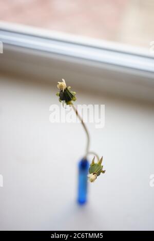 Fleurs pissenlits fermées dans un vase bleu fin sur le rebord blanc de la fenêtre. Banque D'Images