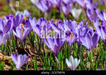 Fleurs de Crocus Violet vif Velika Planina Slovénie Banque D'Images