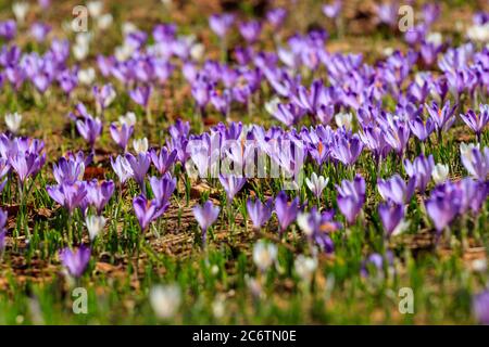 Fleurs de Crocus Violet vif Velika Planina Slovénie Banque D'Images