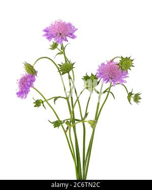 Fleur de champ isolée sur fond blanc. Knautia arvensis. Magnifique bouquet fleuri. Banque D'Images