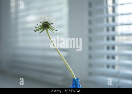 Fleur de pissenlit moelleuse dans un vase bleu sur le rebord de la fenêtre. Jalousie en arrière-plan flou Banque D'Images