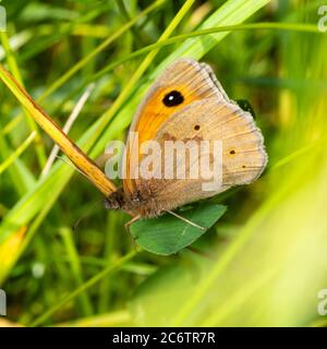 Pose au repos du papillon brun de prairie originaire du Royaume-Uni, Maniola jurtina, montrant les eyespots sous-ailes Banque D'Images