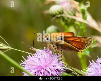 Petit skipper mâle adulte, papillon, se nourrissant de chardon rampant, Cirsium arvense, dans les prairies du Royaume-Uni Banque D'Images