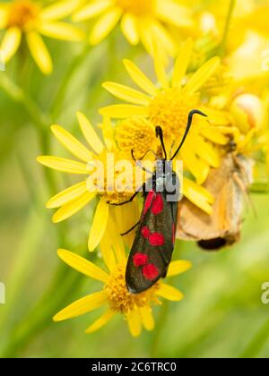 Zygaena filipendulae, papillon de six taches de couleur vive, se nourrissant de l'armoise commune, Jacobaea vulgaris, dans les prairies du Royaume-Uni Banque D'Images