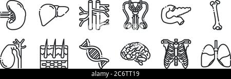 ensemble de 12 icônes de contour mince telles que les poumons, le cerveau, la peau, le pancréas, les veines, le foie pour le web, mobile Illustration de Vecteur