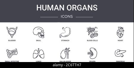 ensemble d'icônes de la ligne de concept des organes humains. contient des icônes utilisables pour le web, le logo, l'interface utilisateur/ux tels que le crâne, les cellules sanguines, l'intestin grêle, la vésicule biliaire, la rate, le panc Illustration de Vecteur