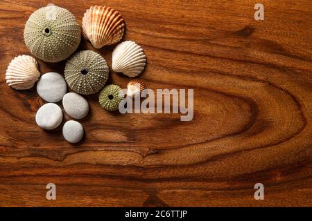 Texture en bois foncé pour le fond avec coquillages et galets dessus pour la décoration Banque D'Images