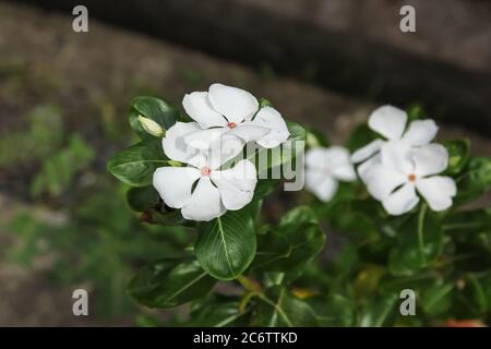 Fleur de roseus blanche de Catharanthus dans le jardin Banque D'Images