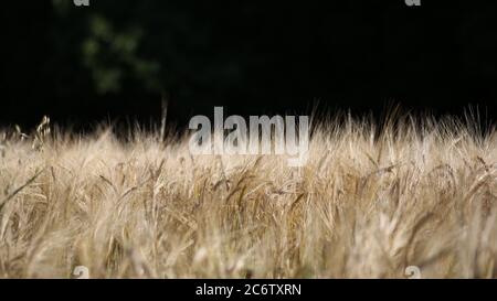 Épis de blé sur fond vert foncé. Champ de blé. Fond de blé Banque D'Images