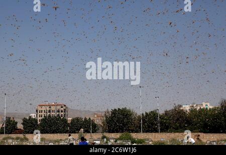 Sanaa, Yémen. 12 juillet 2020. Un essaim de criquets pèlerins volent dans les airs à Sanaa, Yémen, le 12 juillet 2020. L'Organisation des Nations Unies pour l'alimentation et l'agriculture (FAO) a déclaré que la menace de criquet pèlerin en Afrique est l'un des plus grands défis auxquels sont confrontés les systèmes alimentaires du monde, créant déjà des impacts dévastateurs en Afrique de l'est et au Yémen. Selon la FAO, un petit essaim des ravageurs peut en un jour manger des cultures qui auraient pu autrement nourrir 35,000 personnes. Credit: Mohammed Mohammed/Xinhua/Alay Live News Banque D'Images