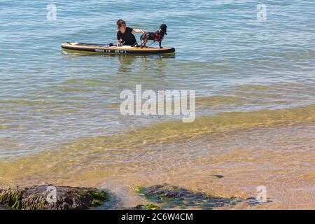 Dressage de chiens le chien de Cocker, apprend à pagayer à Poole, Dorset UK, le jour chaud et ensoleillé de juillet Banque D'Images
