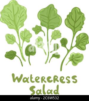 Cresson plante culinaire fraîche. Illustration plate mignonne. Herbes de cuisson à l'assaisonnement vert. Icône vectorielle dessinée à la main sur fond blanc. Salade de cresson Illustration de Vecteur