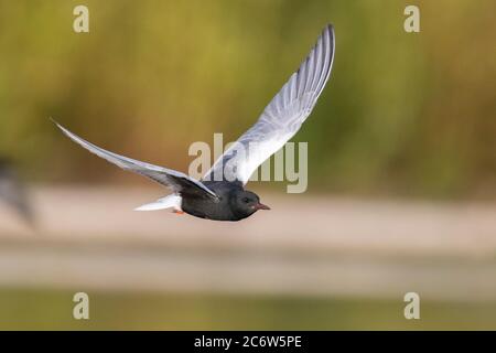 Sterne à ailes blanches (Chlidonias leucopterus), adulte en vol, Campanie, Italie Banque D'Images