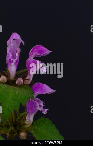 Gros plan d'une fleur violette sauvage, une espèce d'ortie ou d'enbout tacheté, nom scientifique Lamium maculatum Banque D'Images