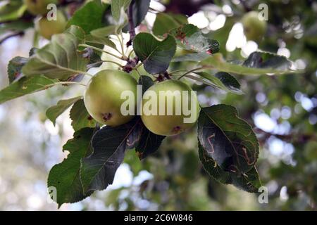 Jeunes pommes immatures poussant sur arbre dans le jardin du Royaume-Uni, printemps 2020 Banque D'Images