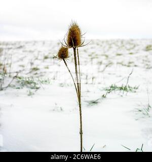 Les plantes uniques se tiennent résilientes contre un paysage enneigé dans la lumière de l'hiver Banque D'Images