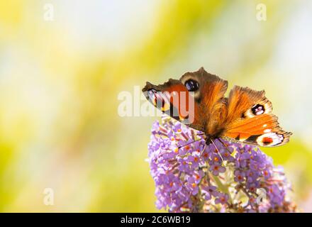 Peacock Butterfly, perché sur un arbuste dans un jardin britannique, Bedfordshire, juillet 220 Banque D'Images