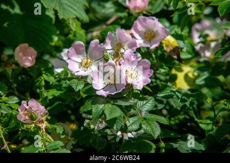Chien Rose en fleur Banque D'Images