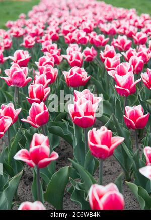 Hollande au printemps. Un été fantastique. Champ coloré de tulipes, pays-Bas. Champs bulbes au printemps. Harmonie dans la méditation. La nature est anti-stress humain. Magnifiques champs de tulipes roses. Banque D'Images