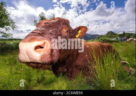 Loch Achray, Loch Lomond et Parc national de Trossachs, Écosse, Royaume-Uni. 12 juillet 2020. Photo : un énorme taureau se trouve dans la longue herbe verte et bénéficie du soleil d'été de l'après-midi pendant le verrouillage. Normalement, la route Heart 200, très populaire en plein été, est relativement calme en raison du confinement, mais cela ne sera pas long avant que ces animaux soient accueillis par les milliers de touristes qui passent par leurs champs. Crédit : Colin Fisher/Alay Live News Banque D'Images