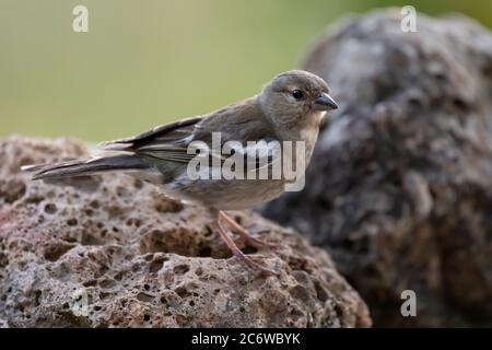 Jeune moineau sur un rocher en Alava Banque D'Images